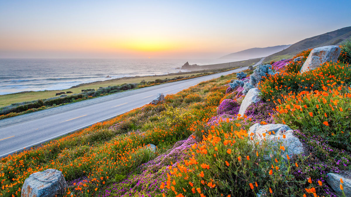 California Coastline and Poppy Flowers